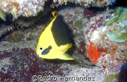Rock Beauty With a Isopod,Humacao, Puerto Rico by Pedro Hernandez 